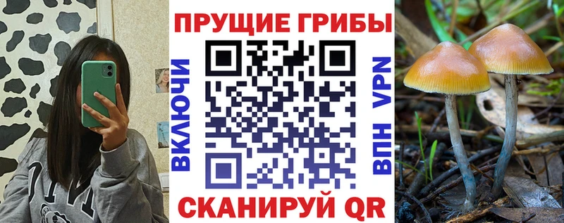 Галлюциногенные грибы Psilocybe  Павлово 